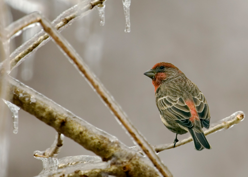 winter bird feeding how to help our feathered friends winter bird feeding how to help our feathered friends