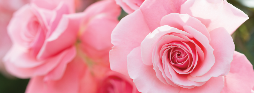 Metropolitan Rose Society Annual Rose Show