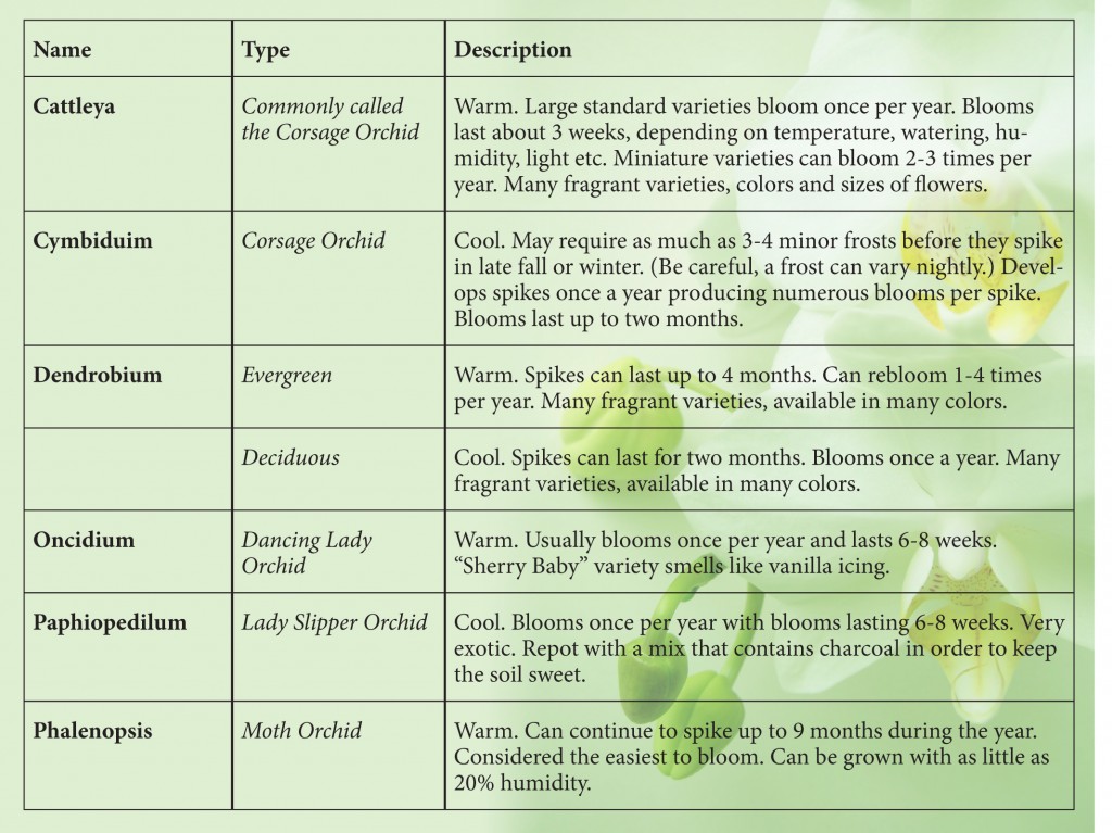 Orchid Size Chart