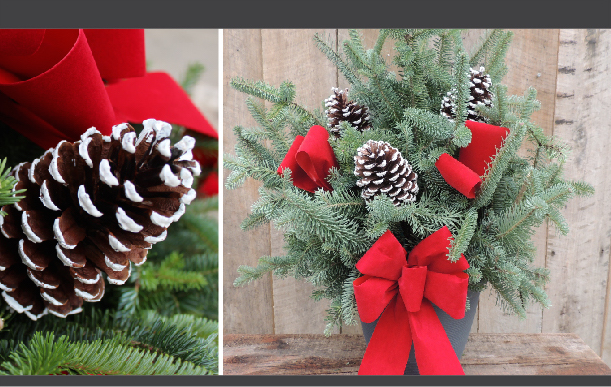 fresh winter greens planter workshop pine cone design limited christmas cards