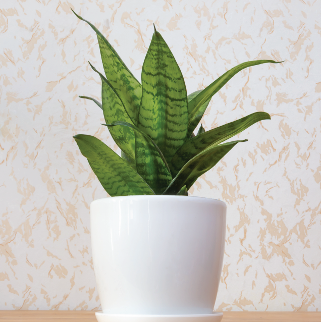 Houseplants Wiegand S