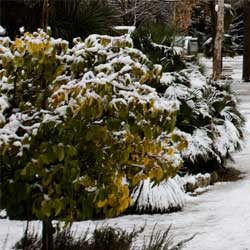 shrubs_1